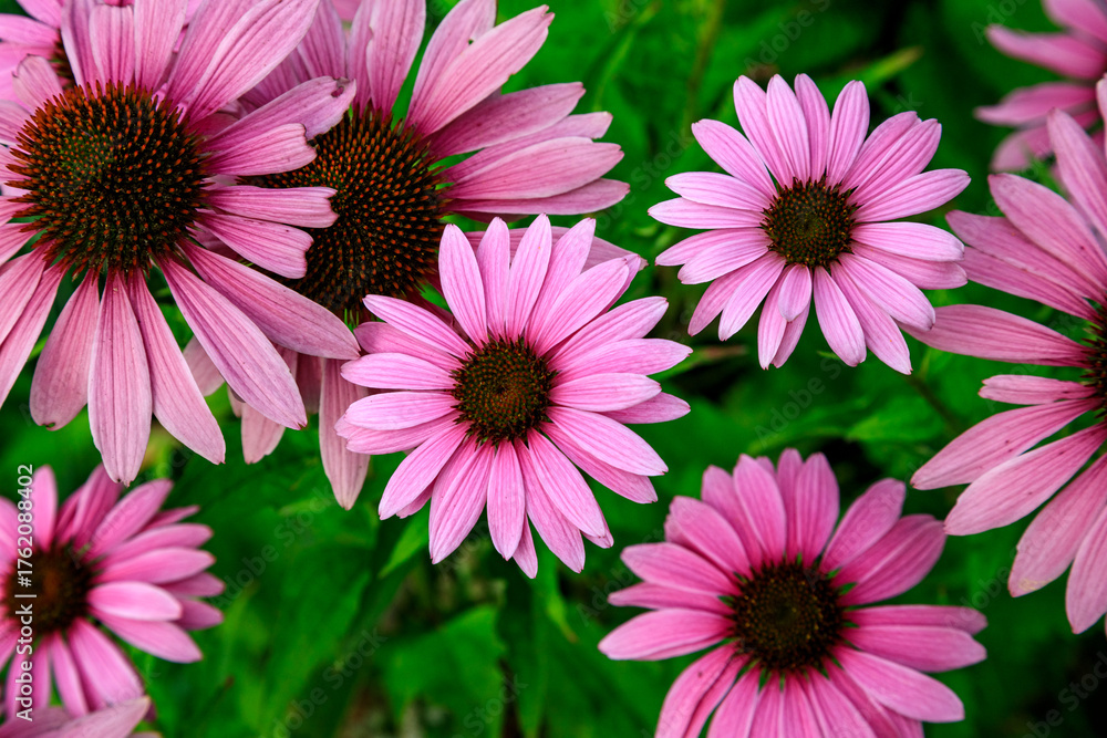 Fototapeta premium Vivid Pink Flower Field