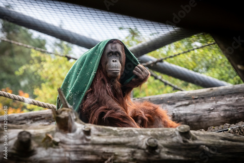 Mysterious Chimp in Enclosure, Hiding Under Green Towel