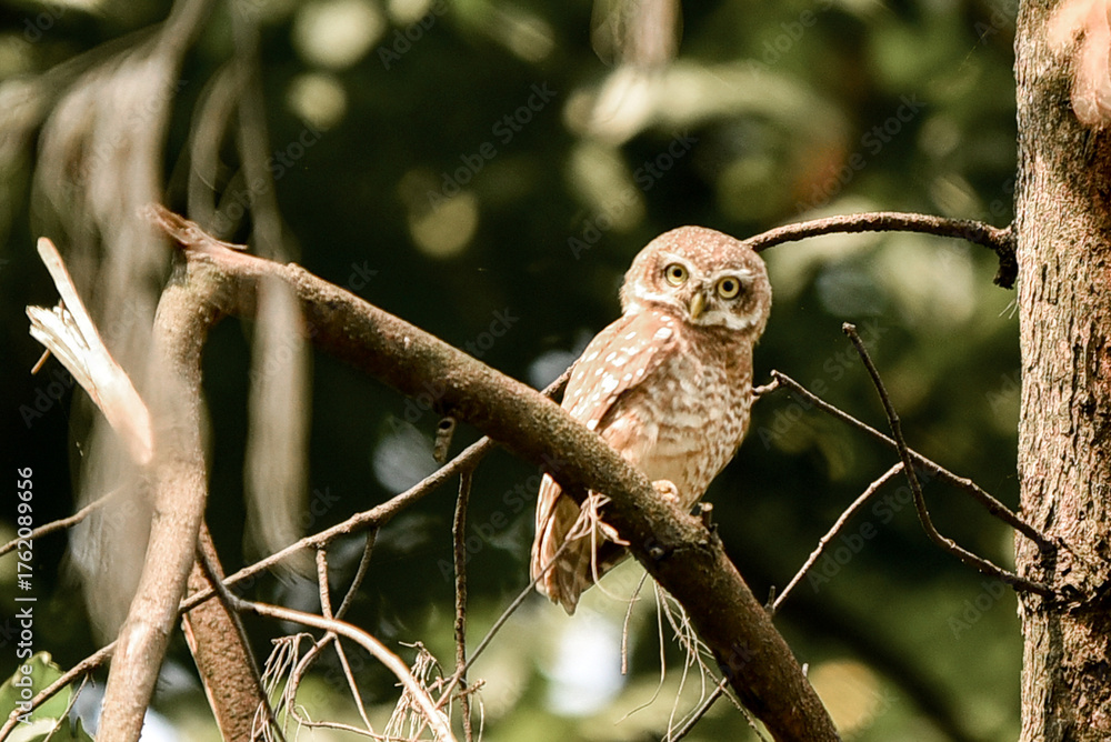 Obraz premium Little Owl Perched On Branch In Dense Forest With Morning Light, Calm Nature Scene And Wildlife