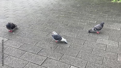 Pigeons on Asphalt City Street