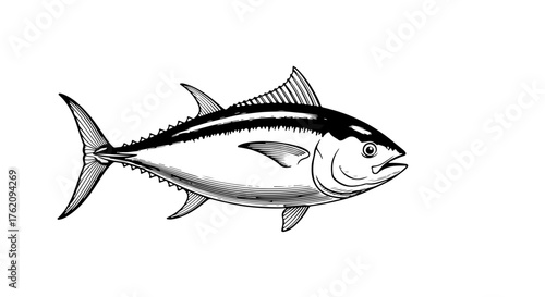 illustration, fish, vector, animal, tuna, seafood, vintage, sea, isolated, engraving, food, sketch, drawing, marine, ocean, fishing, art, ink, design, drawn, engraved, menu, background, line, retro,