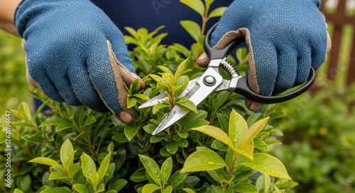 Pruning Green Shrub with Gardening Shears and Blue Gloves in Outdoor Garden