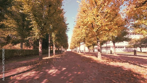 Autumn alley. Leaf fall. Yellow leaves on the ground. Sun. Romantic mood.