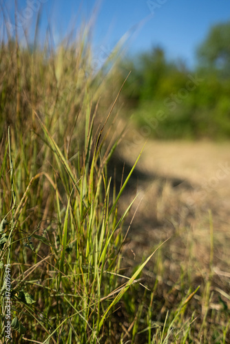 Yellowed grass in a clearing near a green forest. Grass close-up. A sunny summer day. A dry steppe glade.