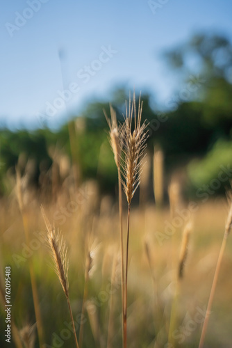 Yellow ears of corn in a clearing near a green forest. Grass close-up. A sunny summer day. A dry steppe glade.