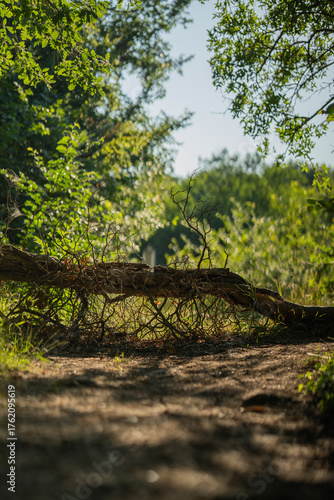 A fallen tree through a forest path. A sunny summer day.