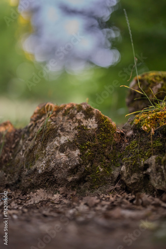 A small stone covered with moss. A path in the forest. Summer sunset.