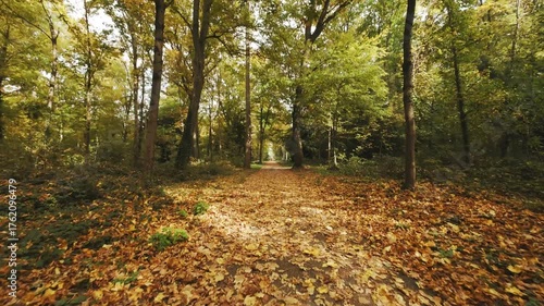 A path in an autumn forest. Leaf fall. Yellow leaves on the ground. Sunshine. Romantic mood.