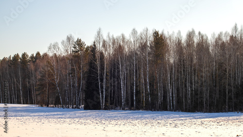 Minimal winter landscape with frozen grass, snowy field and bare trees on the background