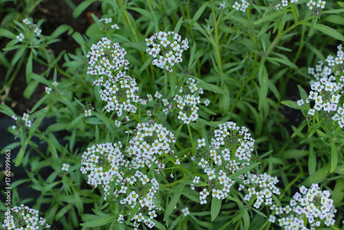 Wallpaper Mural white flowers in the garden Torontodigital.ca