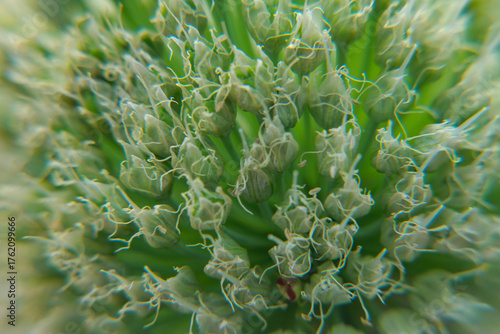 Wallpaper Mural close up of a plant Torontodigital.ca