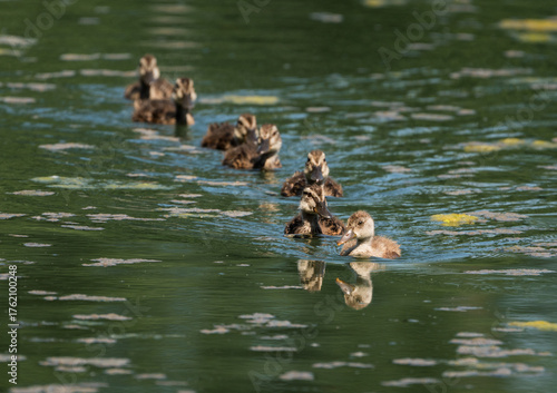 Line of seven mallard ducklings (Anas platyrhynchos), led by the runt in a pond in France