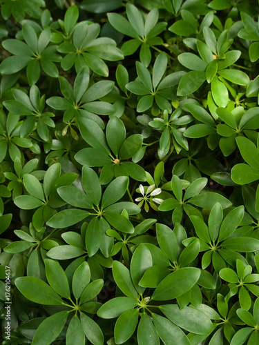 green leaves background