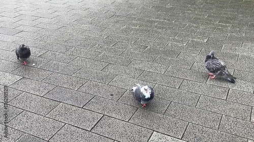 Pigeons on Asphalt City Street