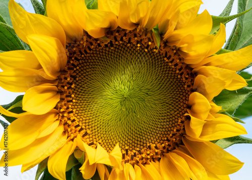 Closeup of the center of a giant sunflower in bloom, ringed by yellow petals