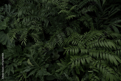 Leaves in the park concept dark green black background image(PHOTO)