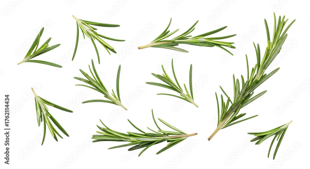 Fototapeta premium Collection of fresh green rosemary sprigs with needle-like leaves, isolated on a white or transparent background, cutout, PNG