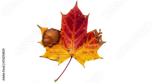 Capture the Essence of Autumn with a Stunning Maple Leaf, showcasing the vibrant hues of fall foliage, perfect for seasonal designs and heartfelt messages