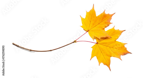 Vibrant golden maple leaves on a delicate branch, perfect for autumn-themed designs or adding a touch of seasonal warmth to your project