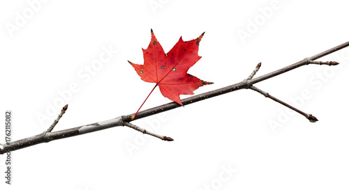 Vibrant red maple leaf clinging to a delicate branch, showcasing autumn's beauty and resilience in a simple, natural composition