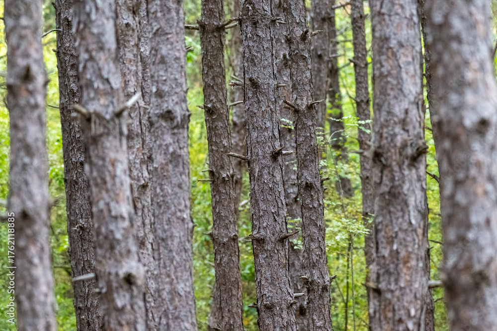 Fototapeta premium Tall pine trees stand closely together in a dense forest, creating a striking pattern of vertical trunks and green foliage.