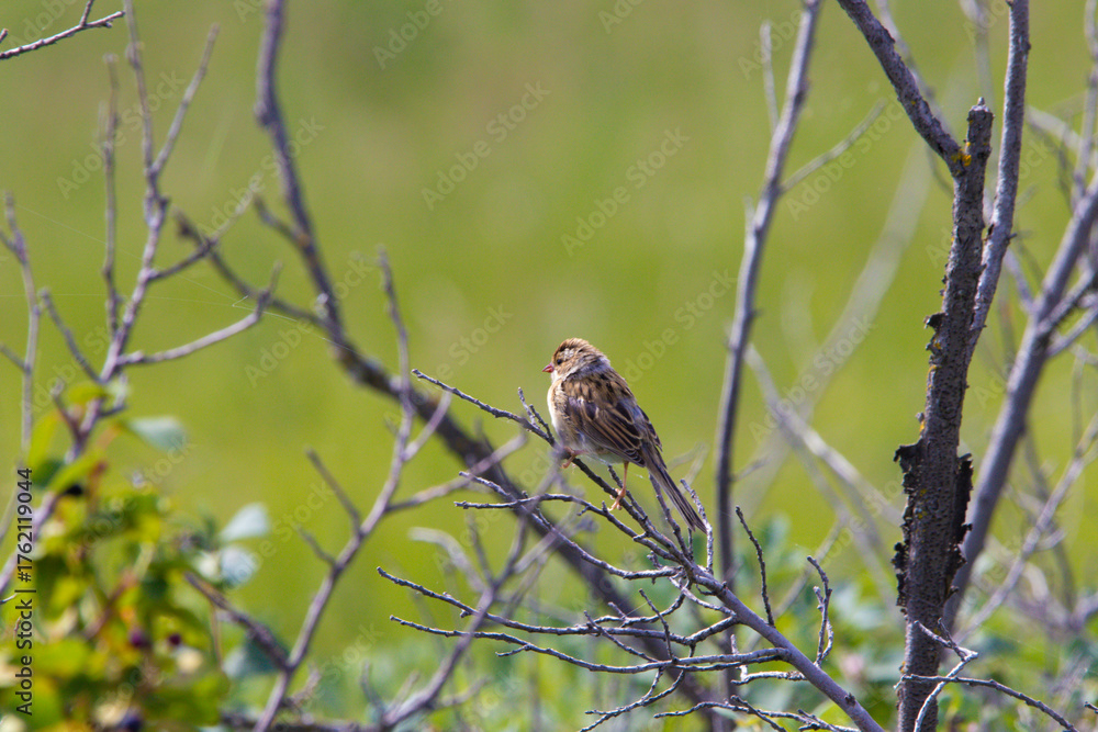 Fototapeta premium closeup butterfly
