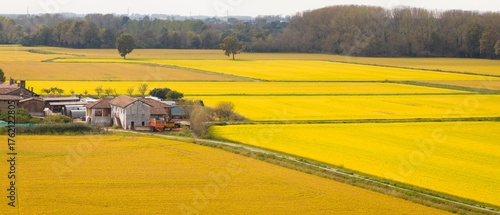Aerial view of a vast golden rice fields in autumn, in the left side a farm, agriculture concept, lombardy,Pavia ,Italy