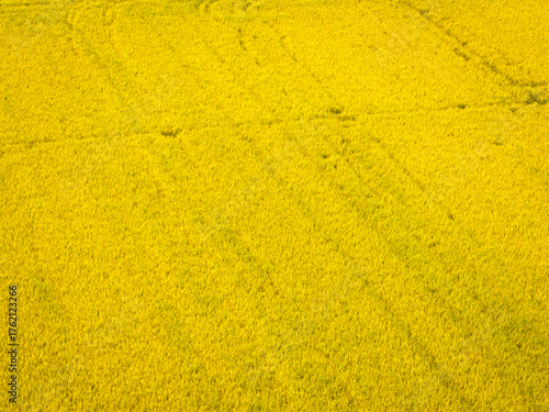 Aerial view of a vast golden rice fields in autumn, agriculture concept, lombardy,Pavia ,Italy