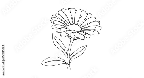 Delicate flower with pointed petals and leaves outline