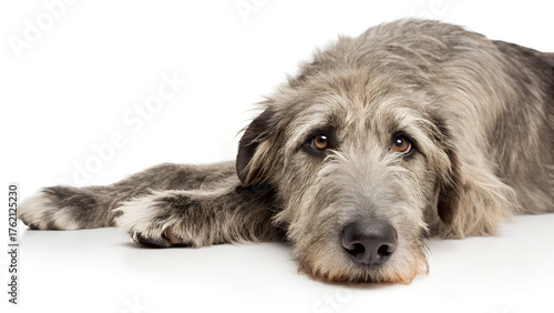 Irish Wolfhound dog, It's getting sleepy. isolated on a white background