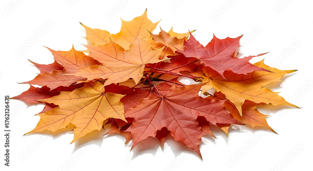 Fototapeta premium Autumn Maple Leaves Flat Lay in Bright Fall Colors on White Background