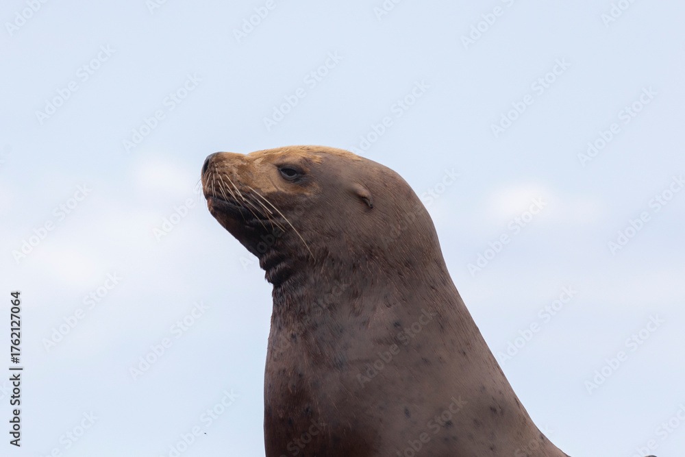 Fototapeta premium Steller sea lion's rookery. Nevelsk, Sahalinskaya Oblast, Russia