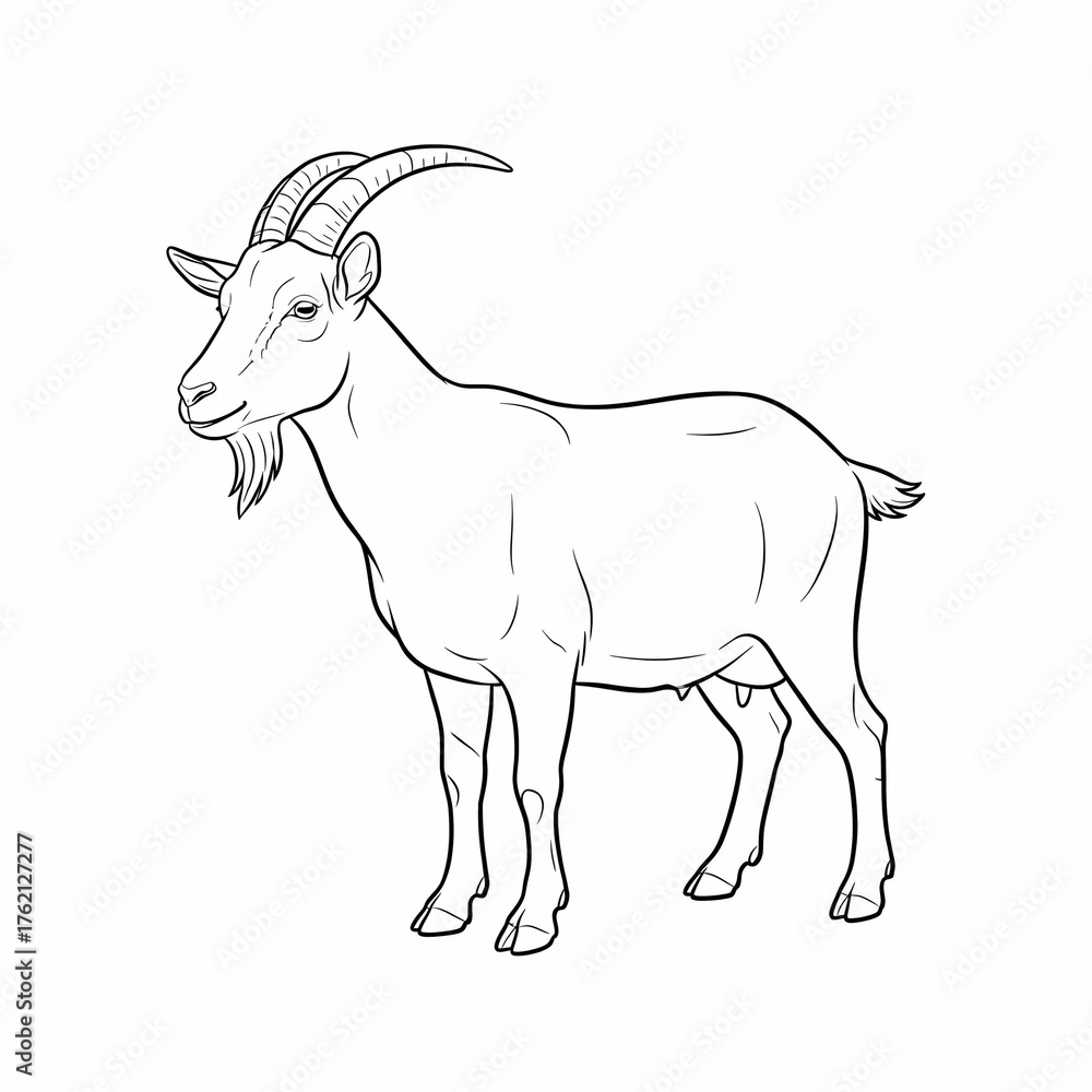 Fototapeta premium Vector illustration of a male goat.