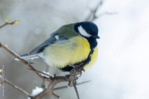 A great tit sits on a tree branch in winter