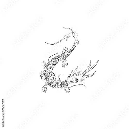 Detailed line drawing of a traditional chinese dragon with scales and whiskers on a white background