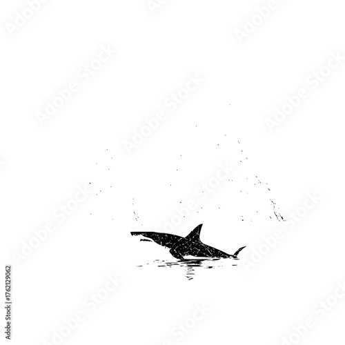 Silhouette of an orca whale breaching the water surface with splashes in a black and white illustration