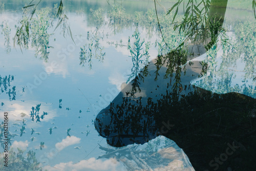 Double exposure of Texas longhorn cow with pond water reflection on farm.