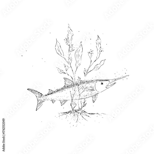 A sketch of a swordfish swimming near aquatic plants in black and white on a white background art