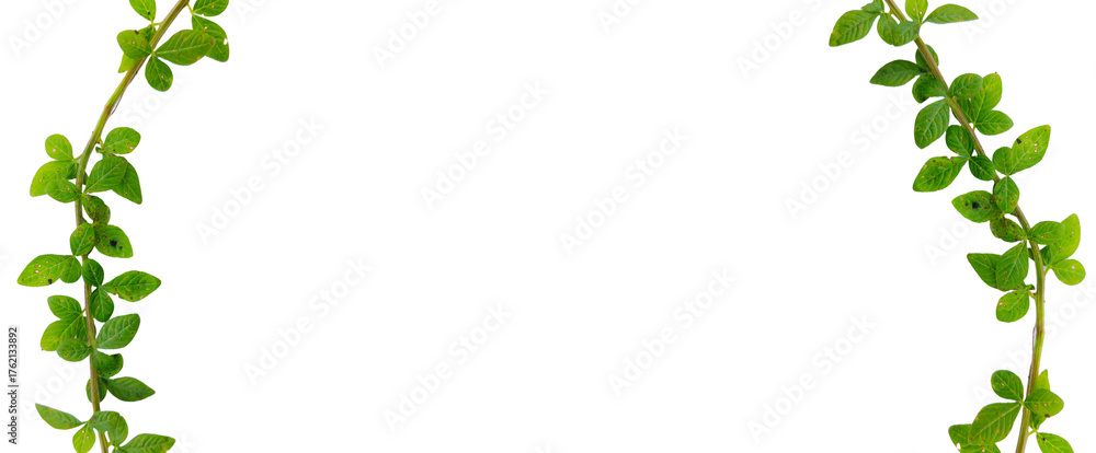 Naklejka premium Green Curving Vines Vertical Border Frame - Isolated on Transparent Background