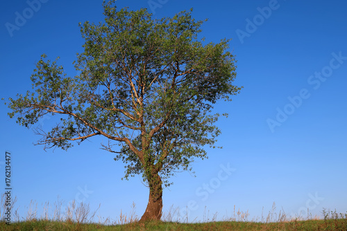 Lone tree in the green field in the hills with clear blue sky