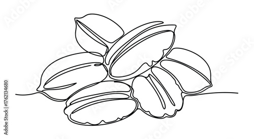 Pecans line art nuts food