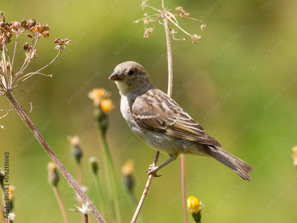 Fototapeta premium Passer domesticus – Moineau domestique perché sur une tige sèche dans les alpages de Tignes, Savoie
