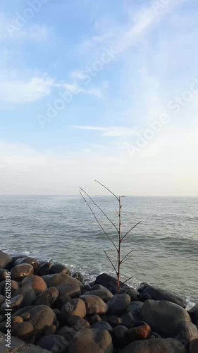 beach with bamboo branches
