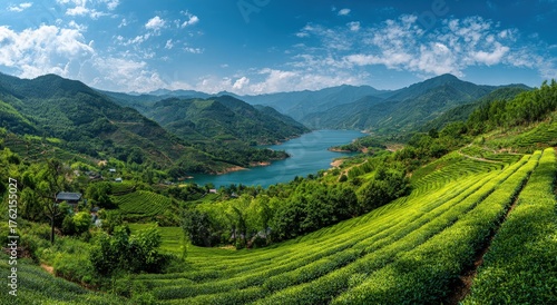 Wallpaper Mural Panoramic view of a tea plantation nestled in a valley with a lake and mountains Torontodigital.ca