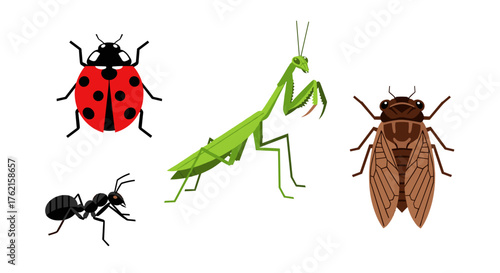 Vibrant insect collection featuring ladybug, praying mantis, ant, and cicada illustrations