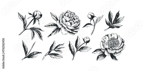 Hand drawn black ink peony flowers and buds