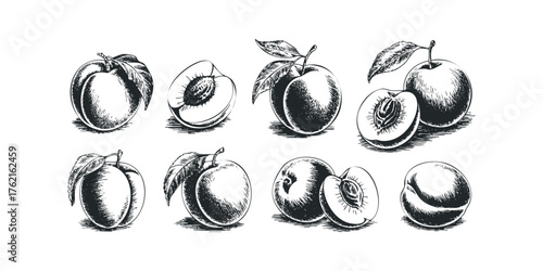 Hand Drawn Peaches with Leaves and Halved Fruit