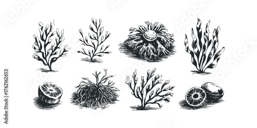 Collection of sea plant and citrus fruit sketches