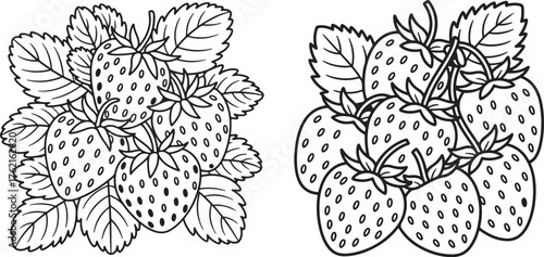 strawberries line art, coloring book page line art drawing, vector and illustration
