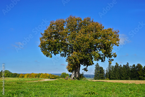 Foto Herbstlich gefärbte Linde im Schwarzwald bei Dornhan und Loßburg